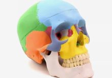 Colorful Skull