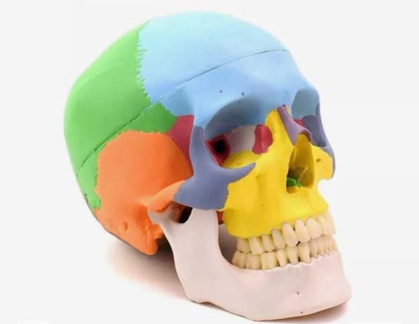 Colorfull skull big