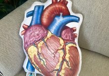 Pillow Heart Anatomy