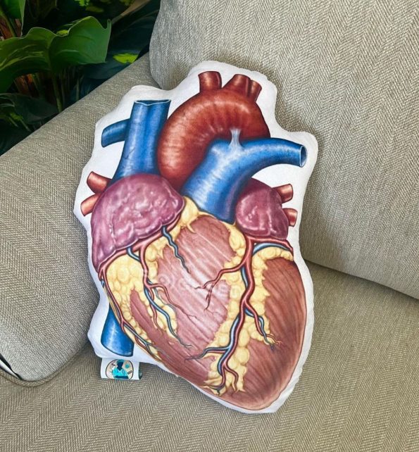 pillow heart anatomy