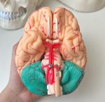 Brain Teaching Model