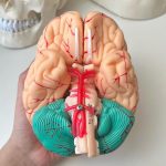 Brain Teaching Model