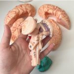 Brain Teaching Model - Image 3