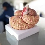 Brain Teaching Model - Image 2