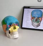 Colored Skull Model