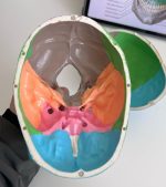 Colored Skull Model - Image 2