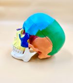 Colored Skull Model - Image 3