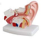 Ear Model - Image 2