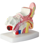 Eyeball Anatomy Model - Image 2