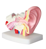 Ear Model - Image 3