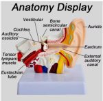 Ear Model