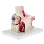 Eyeball Anatomy Model