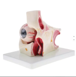 Eyeball Anatomy Model