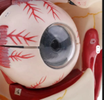 Eyeball Anatomy Model - Image 4