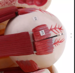 Eyeball Anatomy Model - Image 3