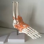 Life-Size Foot Bone Teaching Model