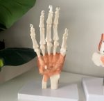 Hand Model - Image 2