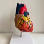 Heart Anatomy Model