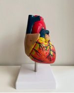 Heart Anatomy Model