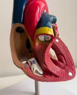 Heart Anatomy Model - Image 2