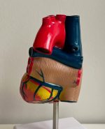 Heart Anatomy Model - Image 5