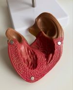 Heart Anatomy Model - Image 4