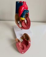 Heart Anatomy Model - Image 3