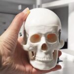 Skull Teaching Model - Image 2