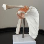 Shoulder Clavicle and Ligament Model