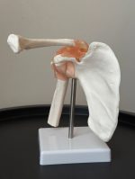 Shoulder Clavicle and Ligament Model