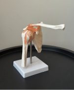 Shoulder Clavicle and Ligament Model - Image 3