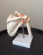 Shoulder Clavicle and Ligament Model - Image 2