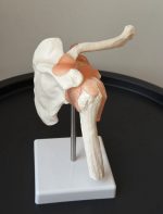 Shoulder Clavicle and Ligament Model - Image 4