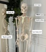 Skeleton 180cm - Image 7