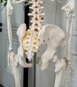 Skeleton 180cm - Image 4