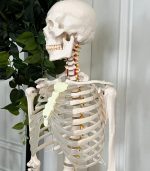 Skeleton 180cm - Image 3