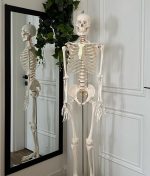 Skeleton 180cm