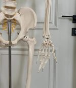 Skeleton 180cm - Image 2