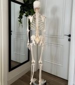 Skeleton 180cm - Image 8