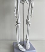 Human Skeleton Model - Image 2