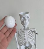 Human Skeleton Model - Image 8