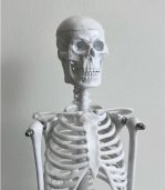Human Skeleton Model - Image 6