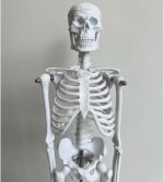 Human Skeleton Model - Image 5
