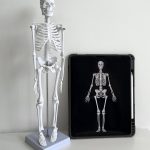 Human Skeleton Model