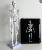 Human Skeleton Model - Image 4