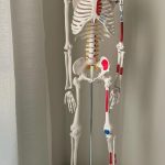 Human Skeleton Model 85 cm