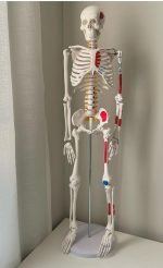 Human Skeleton Model 85 cm