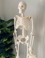 Skeleton 180cm - Image 6