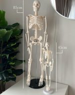 Skeleton 180cm - Image 5