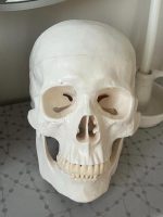 Anatomical White Skull Model - Image 3